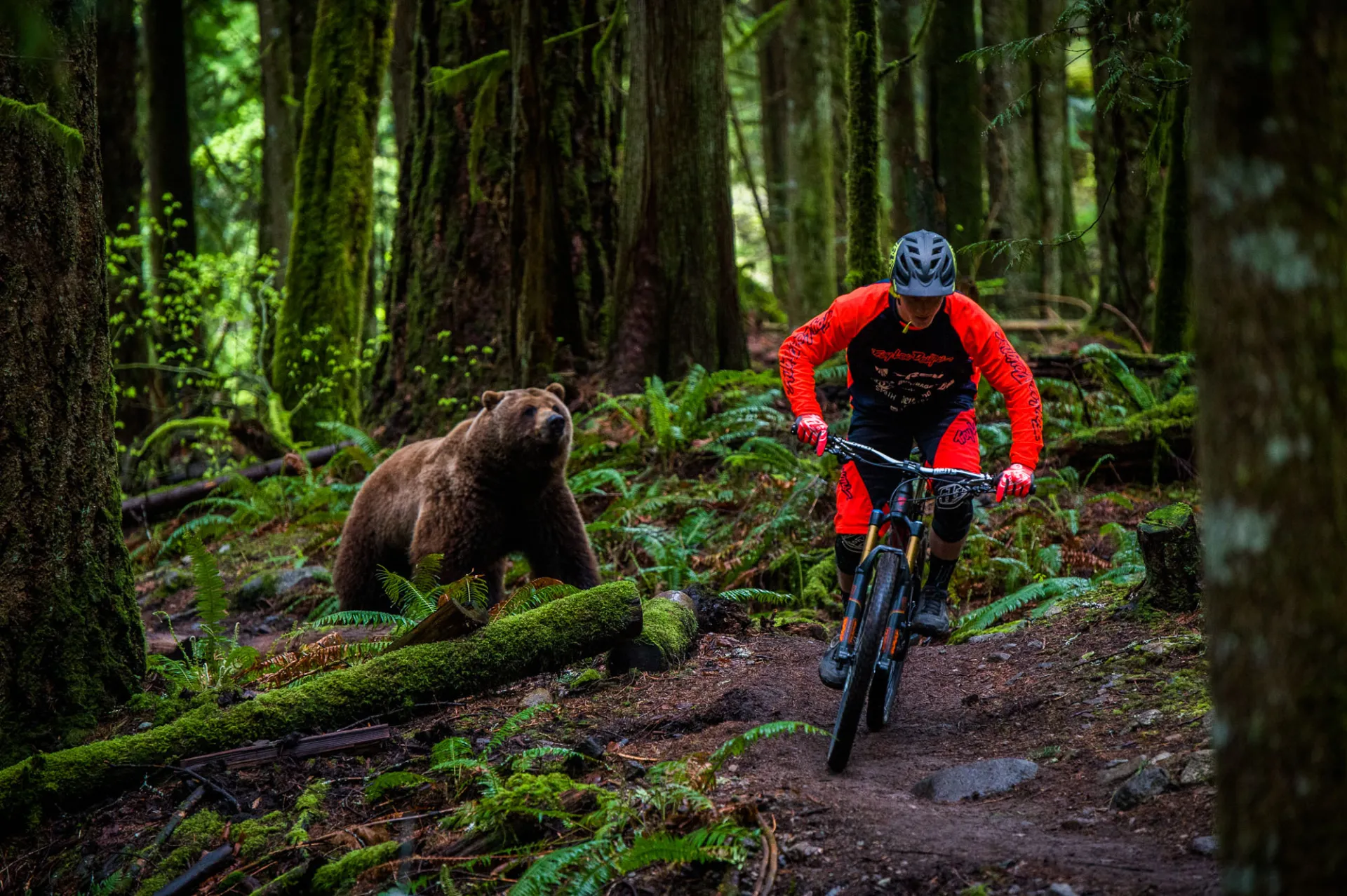 Pro mountain biker Tom van Steenbergen sprints away from grizzly bear in a mossy green rain forest