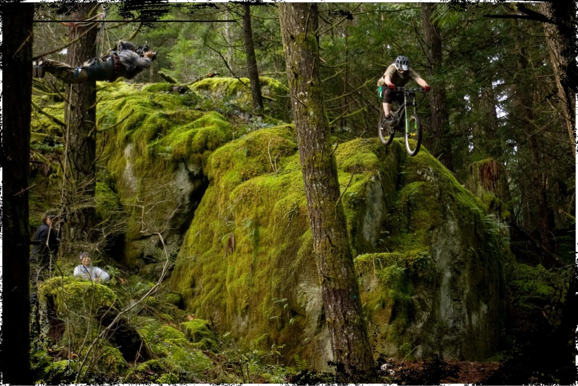 Forest for the Tree